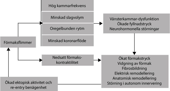 Figur 43. Figuren visar hur uppkomst av förmaksflimmer gynnar fortsatt flimmeraktivitet och störning av vänsterkammarfunktion.