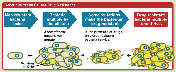 Schematisk animation av mutation och selektion av antibiotikaresistenta bakterier