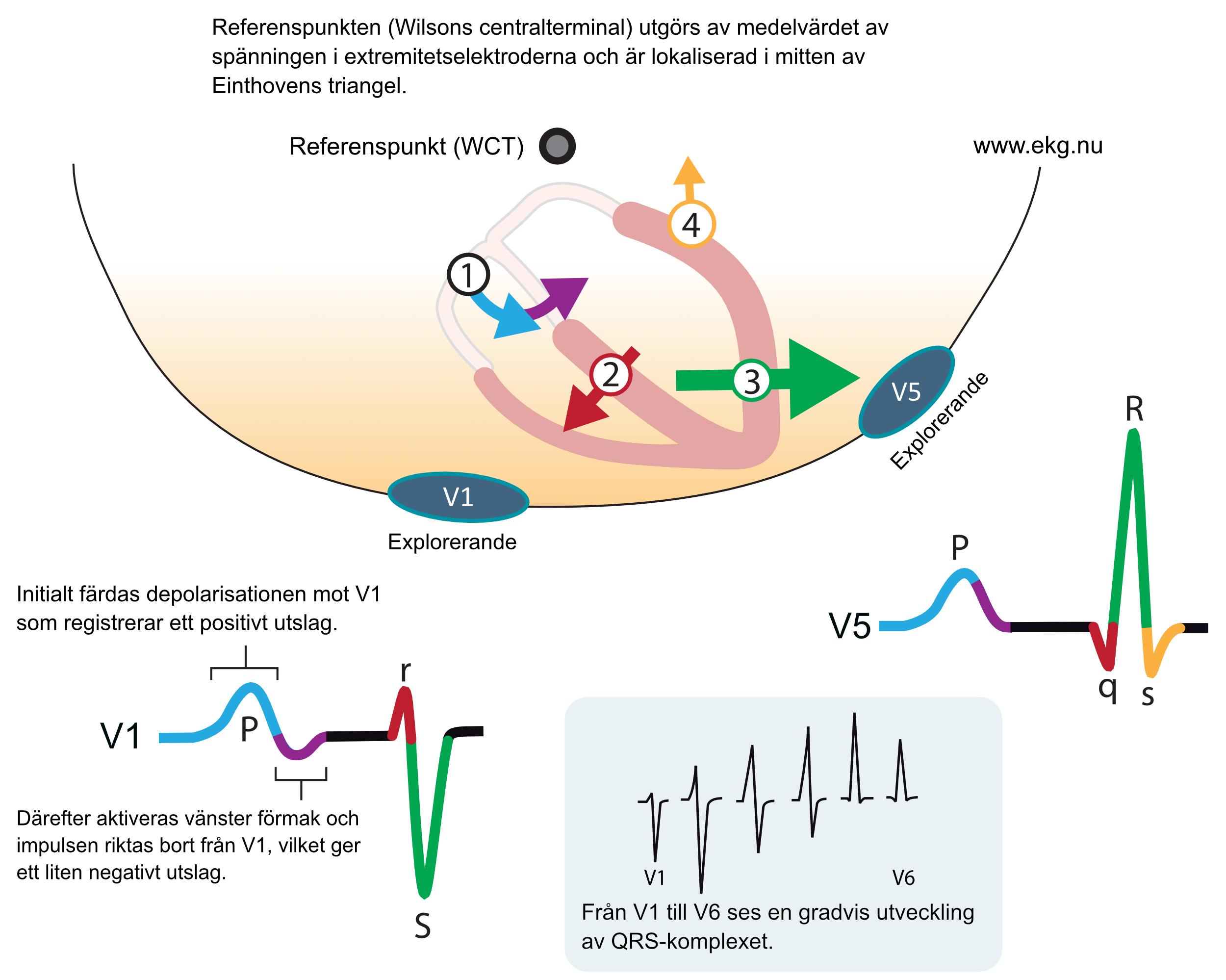 Figur 7. Hjärtats huvudsakliga vektorer, sett ur horisontalplanet. V1 och V5 är explorerande. Referenspunkten utgörs av en sammanvägning av elektroderna på extremiteterna (WCT). I denna figuren är WCT placerad bakom hjärtat av pedagogiska skäl. Den nedre rutan visar hur mönstret i V1 successivt övergår till mönstret i V6.