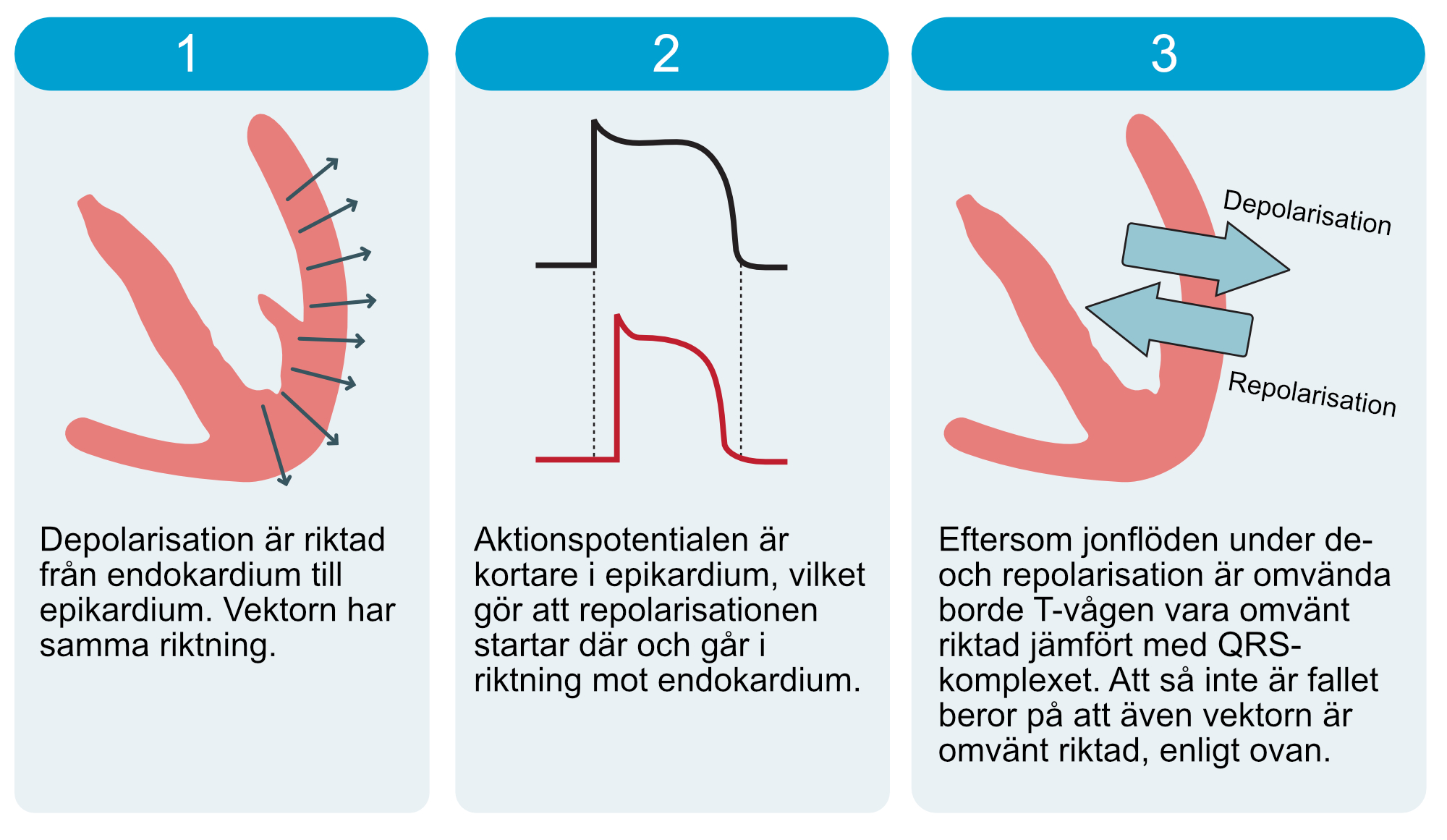 Figur 8. Vektorförhållanden under depolarisation och repolarisation i kamrarna.