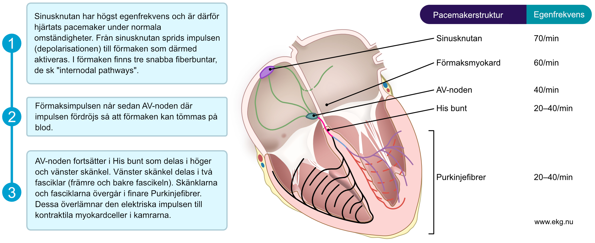 Figur 4. Översikt av retledningssystemet och impulsens väg genom hjärtat. Till höger i bild syns pacemaker-hierarkin i hjärtat. Samtliga dessa strukturer har alltså automaticitet och kan därför etablera en rytm. Sinusknutan har högst egenfrekvens, vilket förklarar varför den sätter hjärtrytmen under normala omständigheter.