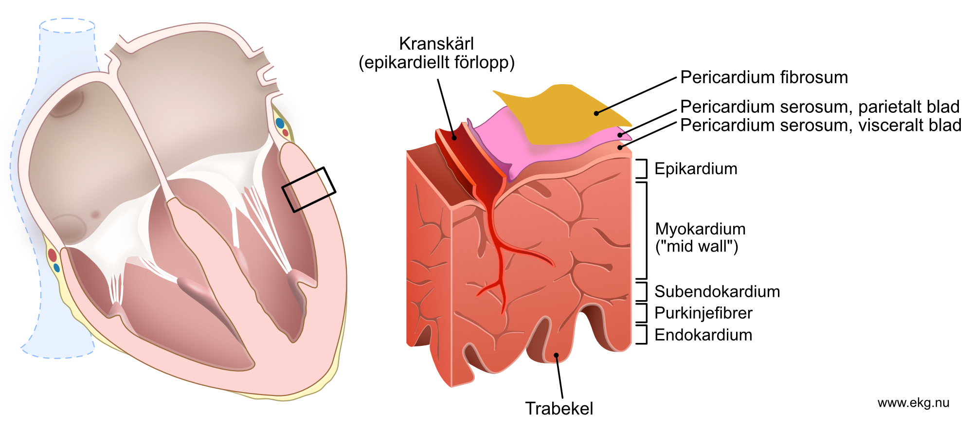 Figur 5. Schematisk bild av hjärtmuskelväggens lager. Notera att termen "myokardium" oftast används för att beskriva hela tvärsnittet.