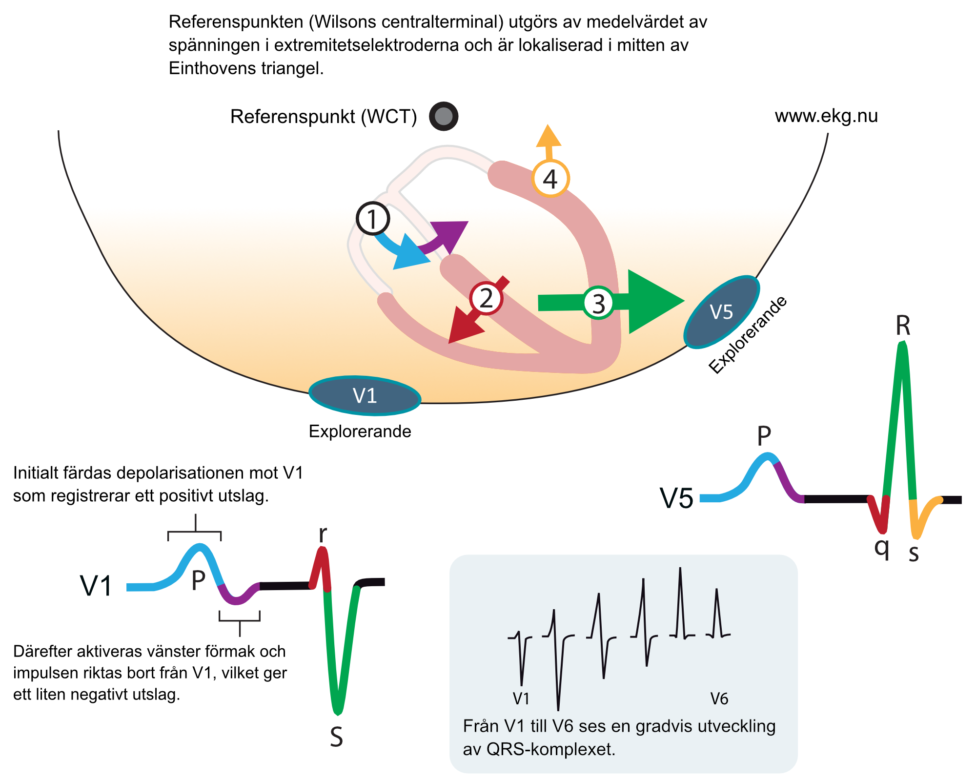 Figur 7. Kammarkomplexets elektrofysiologiska uppkomst. Inspirerad av Electrocardiology, MacFarlane et al, Springer (2010).
