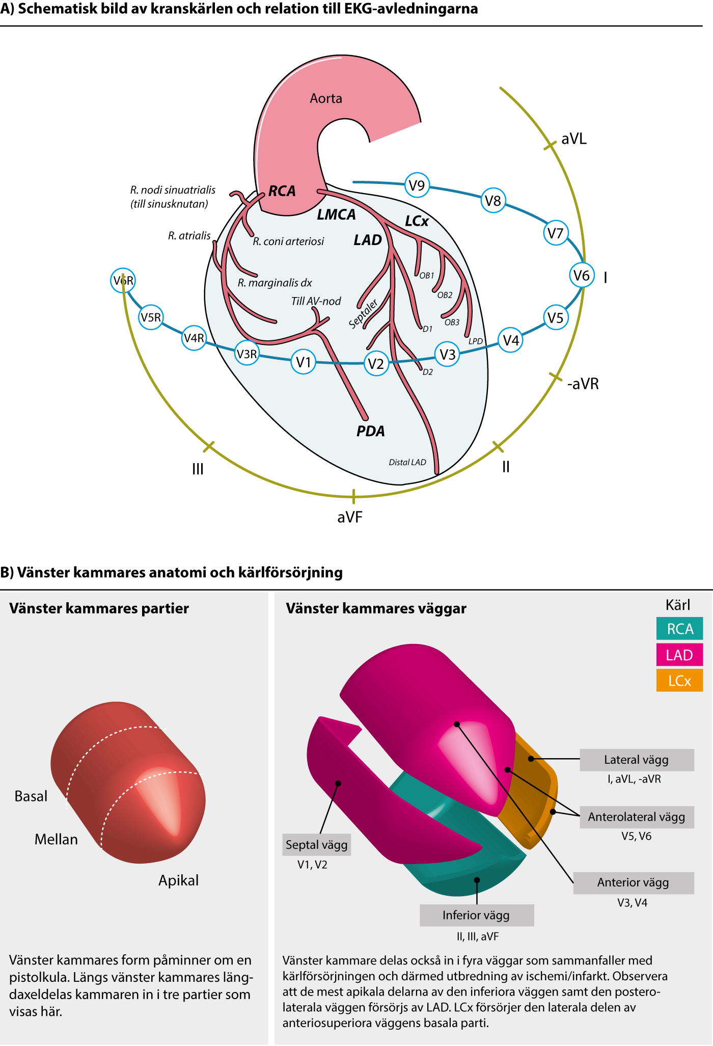 Figur 90. Kranskärlen, deras relation till avledningarna samt hjärtats väggar.